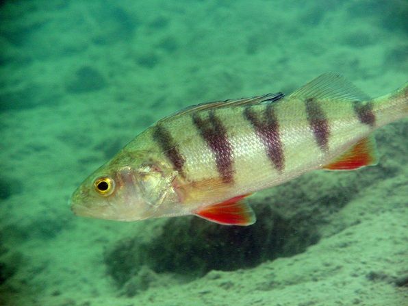 Loebejuen (Teich 1) 2011-05-29-07